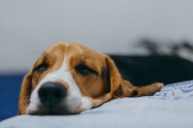 シニア犬に多い肥満細胞腫とは。症状や治療法を獣医師がわかりやすく解説