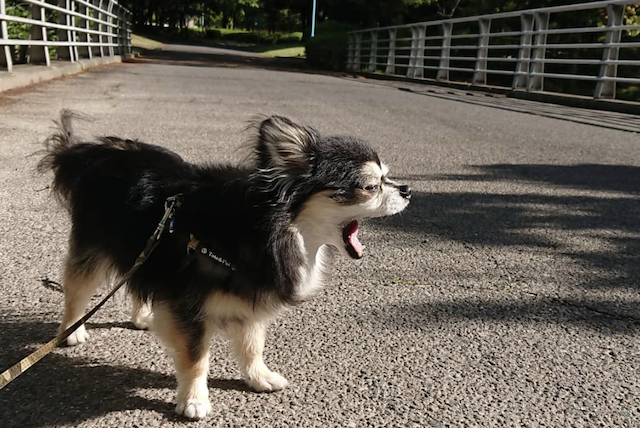 老犬に優しいお散歩の仕方 注意点や参考になるアイデアをご紹介