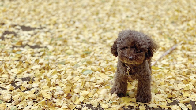 老犬に優しいお散歩の仕方 注意点や参考になるアイデアをご紹介