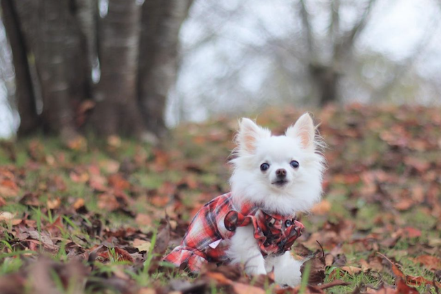 老犬に優しい散歩の仕方 注意点や参考になるアイデアをご紹介