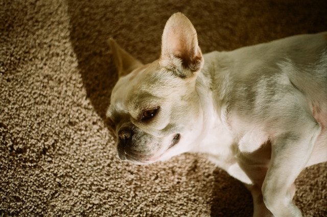 シニア犬がかかりやすい椎間板ヘルニア 症状や治療法は 予防はできる Qooppy