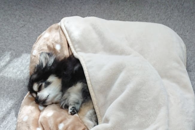 老犬の睡眠事情 睡眠時間が変化するのは年のせい 注意点は