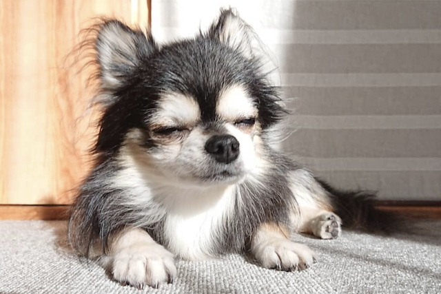 老犬のトイレの失敗 介護のポイント みんなの工夫を紹介します Qooppy
