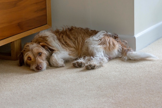 老犬の血便は要注意 原因と対策について獣医さんに聞きました Qooppy