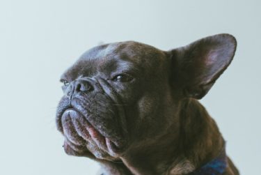 老犬の口臭対策にガムやサプリは効果的？口臭の原因と対処法を徹底解説！