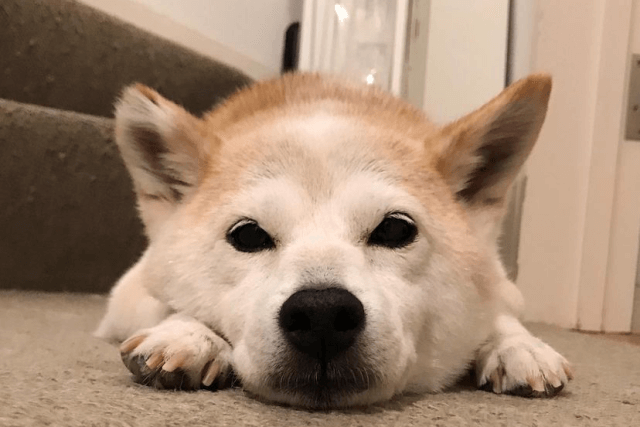 老犬の食欲不振 食べないときは食事の内容や環境を見直して