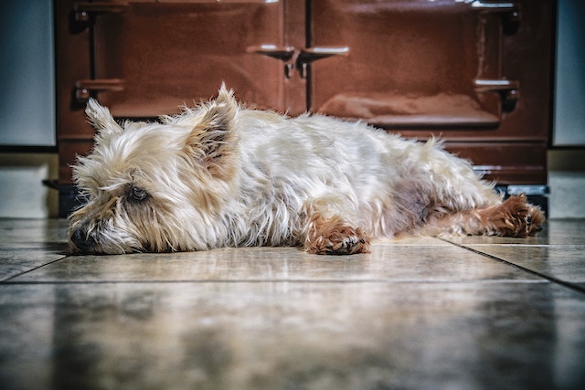 ラフ 休暇 ばかげている 犬 血便 病気 Harlemchurchofchrist Org