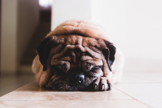 老犬と日光浴の素敵な関係 気分転換や健康維持に 獣医師解説 Qooppy