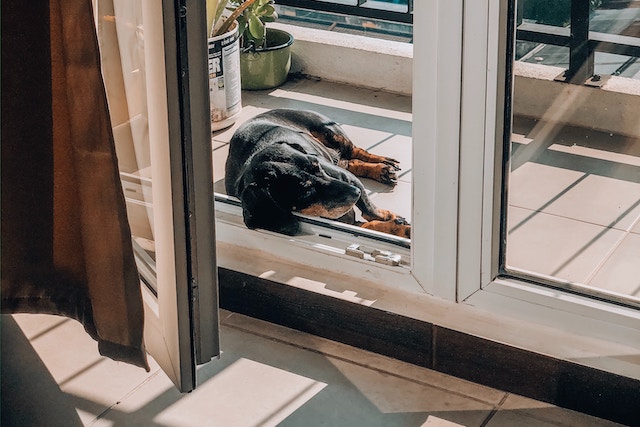 老犬の睡眠事情 睡眠時間が変化するのは年のせい 注意点は