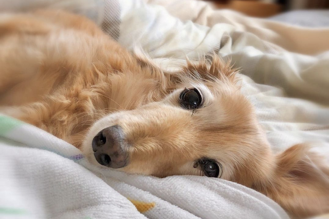 老犬が嘔吐したらどう対処すべき 動物病院へはいつ行けばいいの