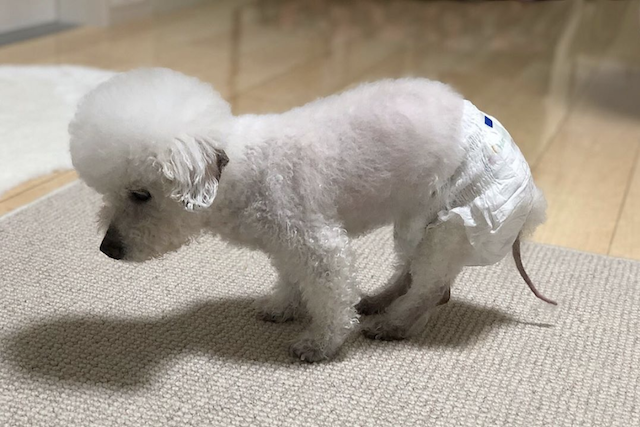 犬のオムツかぶれを予防する 必要な対策を獣医さんに聞きました Qooppy