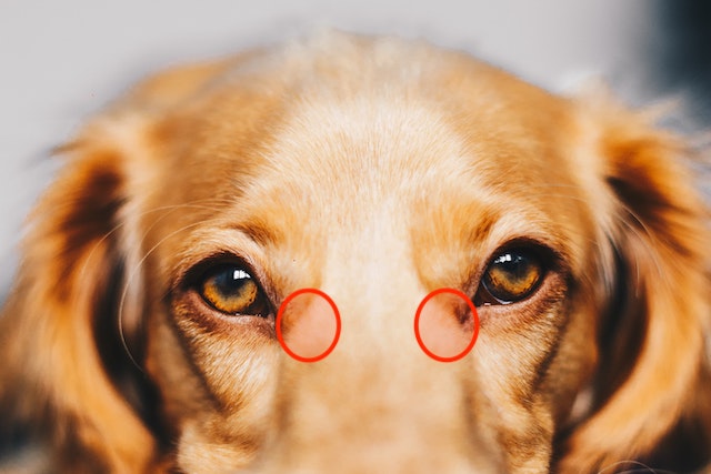 老犬の目やに どうケアする 原因と対処法 取り方などを解説
