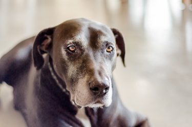 愛犬を手厚く介護してくれる老犬ホーム。施設選びのポイントは？