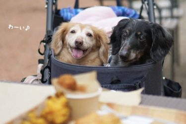 愛犬が末期の癌でも 穏やかに暮らしてもらうためにできること