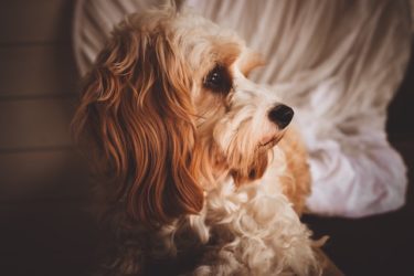 【シニア犬に多いメラノーマ】症状や治療法を獣医師が解説