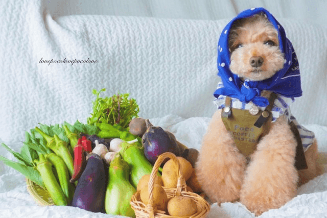 犬の肝臓に優しいフードは 肝臓の数値が高い時のおすすめフードもご紹介