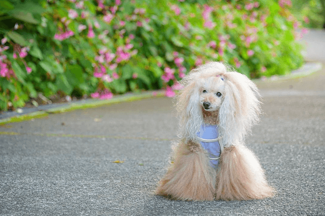 老犬がかかりやすい膀胱炎 予防 再発防止のためにできること