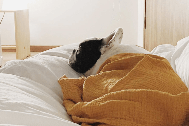 ベッドで休む老犬