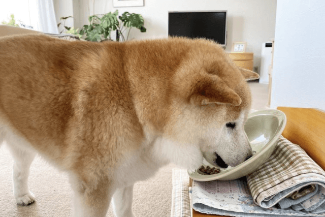 ごはんを食べる老犬