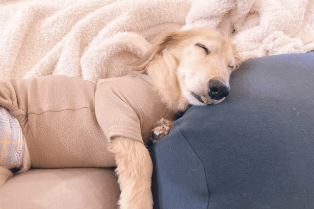 シニア犬に優しいベッドはどう選ぶ？おすすめのベッドもご紹介します！│Qooppy