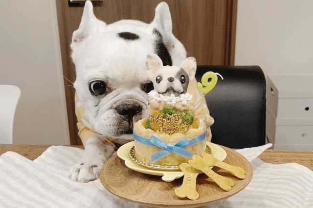 ケーキと老犬