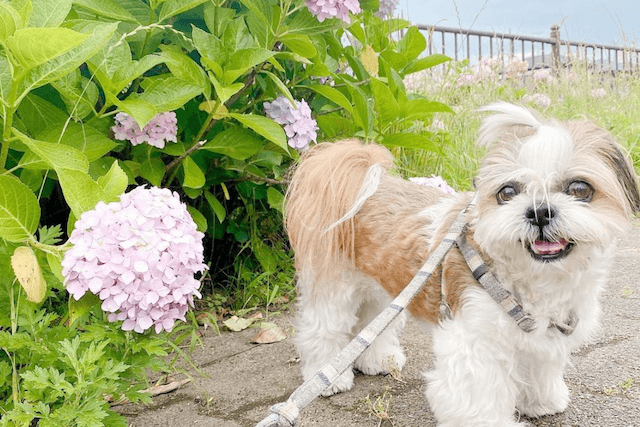 老犬のための暑さ対策 注意すべきポイントとおすすめクールアイテム