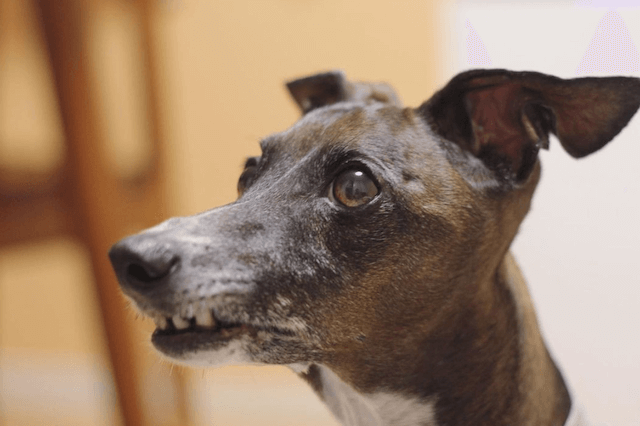 老犬の歯石は取ってあげるべき 麻酔と無麻酔の処置はどう違う