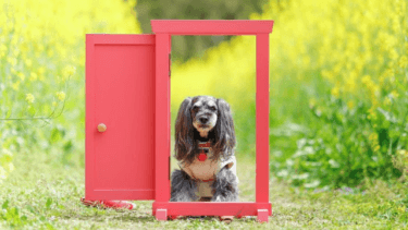 老犬と麻酔のリスク