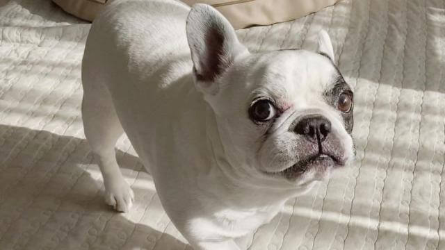 愛犬がシニアに差しかかったら考えておきたいこと