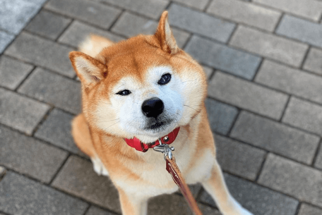 老犬のお散歩 どうすればいい 飼い主さまたちの疑問にお答えします