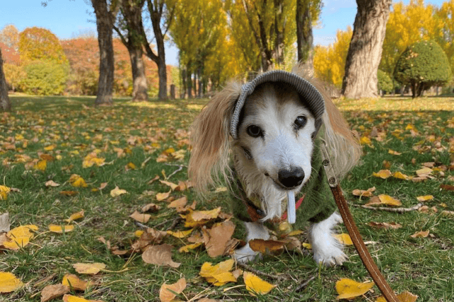 落ち葉と芝生と老犬