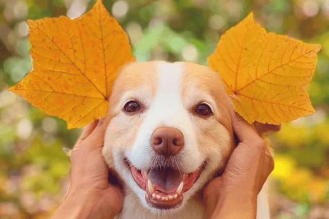 葉っぱのお耳と老犬
