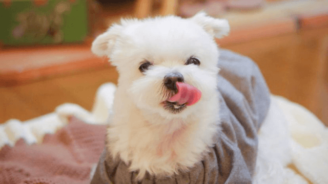 舌ペロの老犬
