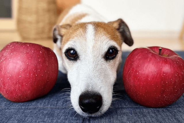 りんごと老犬