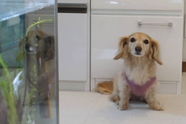 老犬の流動食を作るコツ 市販の流動食もご紹介します Qooppy