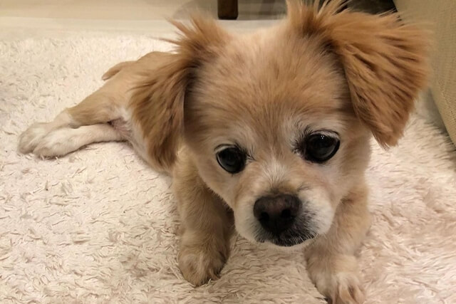 老犬の流動食を作るコツ 市販の流動食もご紹介します Qooppy