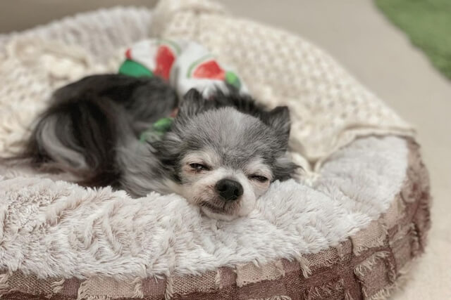老犬の流動食を作るコツ 市販の流動食もご紹介します Qooppy