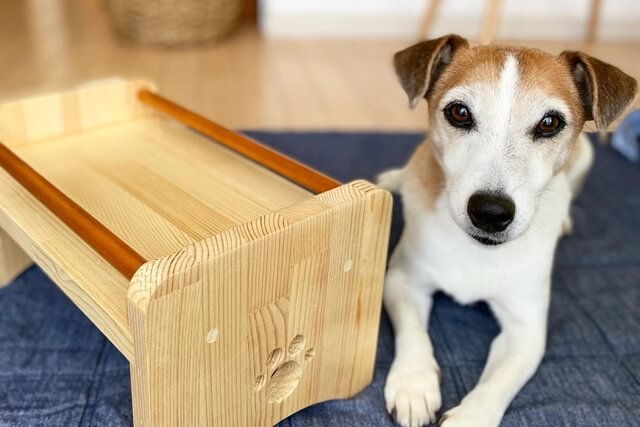 老犬の流動食を作るコツ 市販の流動食もご紹介します Qooppy