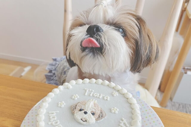 老犬の流動食を作るコツ 市販の流動食もご紹介します Qooppy