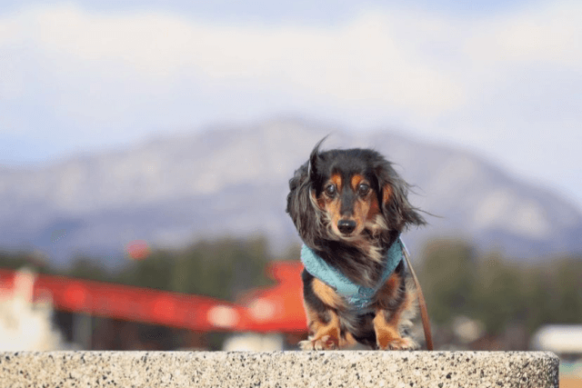 老犬の白内障とどう向き合う 目薬 手術などの治療について知っておいて Qooppy