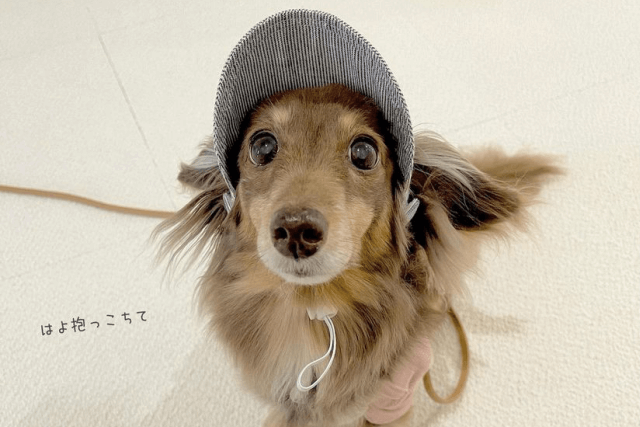 帽子をかぶる老犬
