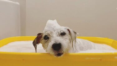 老犬に負担をかけないお風呂の入れ方・お手入れのやり方