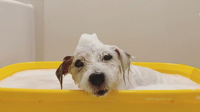 お風呂に入る老犬