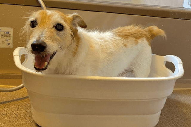 入浴中の老犬