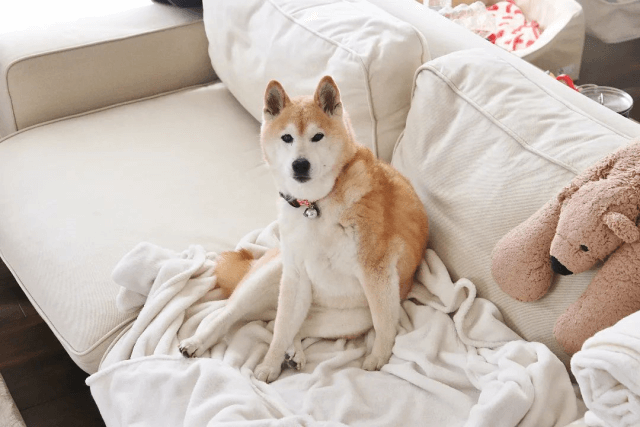 老犬が物にぶつかるときはどうする 隙間に挟まる時の対策も Qooppy