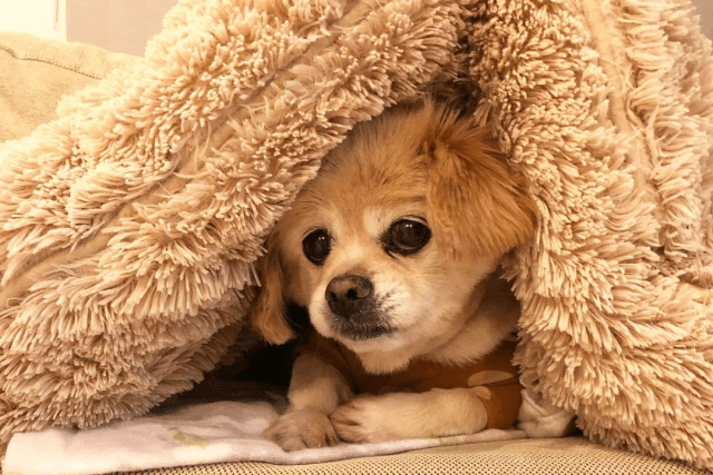 老犬が物にぶつかるときはどうする 隙間に挟まる時の対策も Qooppy