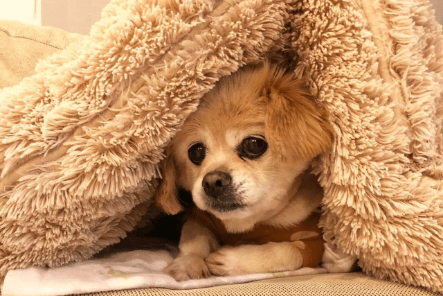 毛布にもぐる老犬