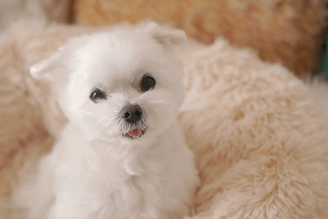 老犬が物にぶつかるときはどうする 隙間に挟まる時の対策も Qooppy