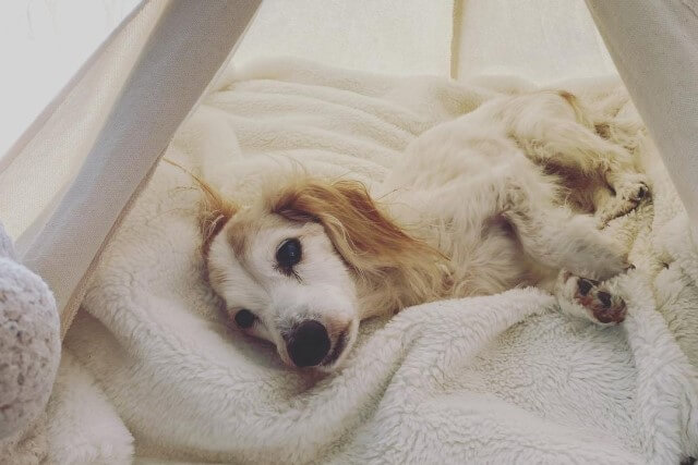老犬が物にぶつかるときはどうする 隙間に挟まる時の対策も Qooppy