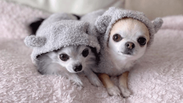 犬のオムツかぶれを予防する 必要な対策を獣医さんに聞きました Qooppy